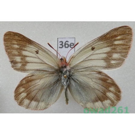 Colias cocandica Erschoff, 1874 Tadjikistan36e